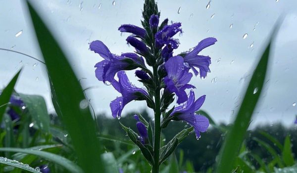 {"aigc_info":{"aigc_label_type":0,"source_info":"dreamina"},"data":{"os":"web","product":"dreamina","exportType":"generation","pictureId":"0"}}